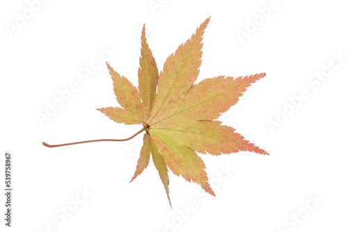 Brightly colored leaf of a japanese ornamental maple isolated  photo