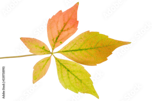 Brightly colored autumn leaves isolated 