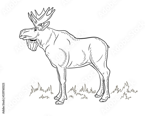  Animals  elk. Coloring book for children  black and white image. Vector drawing.