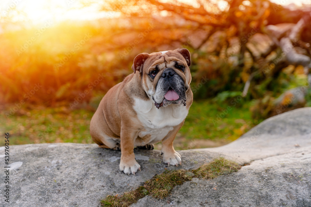 Red English British Bulldog Dog out for a walk looking up sitting in the grass on Autumn sunny day at sunset