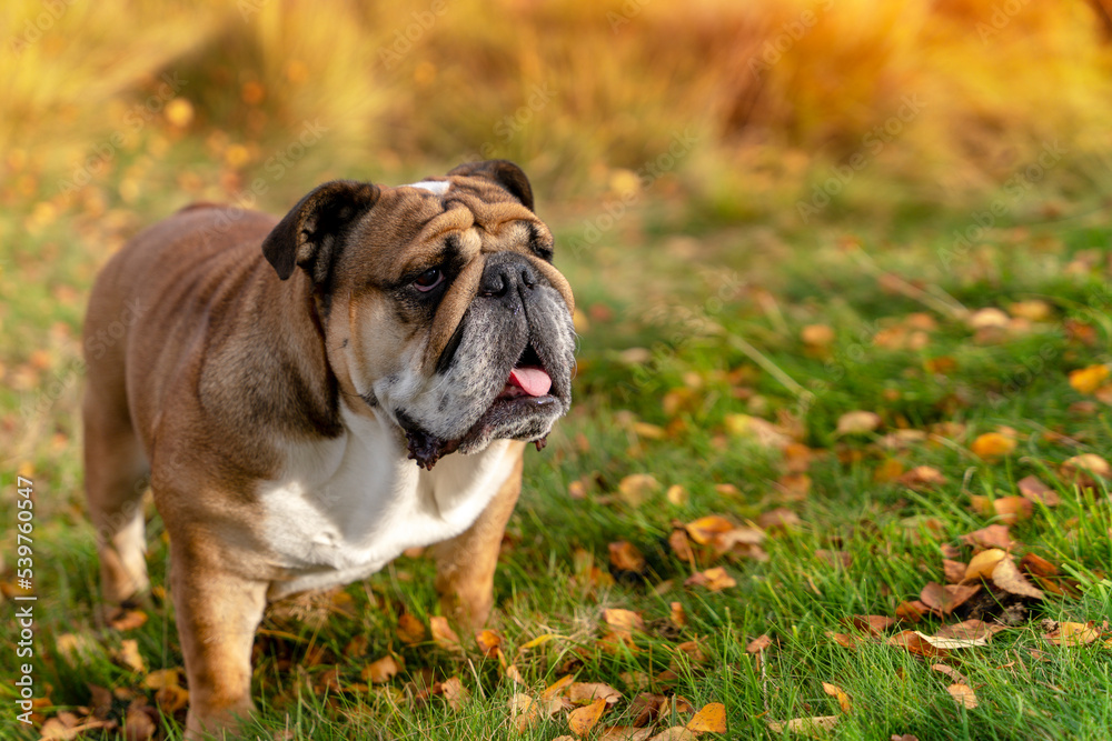 Red English British Bulldog Dog out for a walk looking up sitting in the grass on Autumn sunny day at sunset