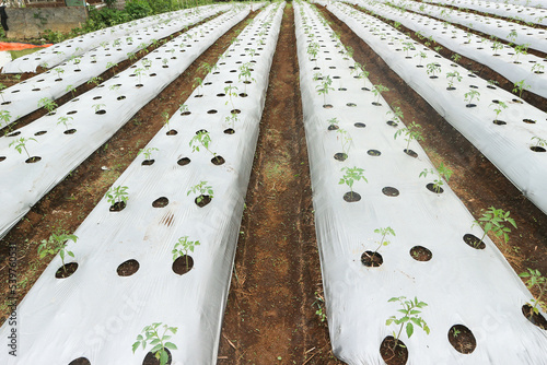 Tomato garden, a line of young tomato plants growing with planting media covered with polybag