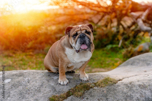 Fototapeta Naklejka Na Ścianę i Meble -  Red English British Bulldog Dog out for a walk looking up sitting in the grass on Autumn sunny day at sunset