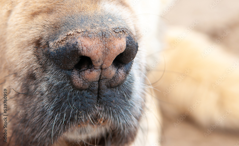 Large dog breed Alabai close-up. Dog nose. Large dog breed Alabai close-up. Dog nose.