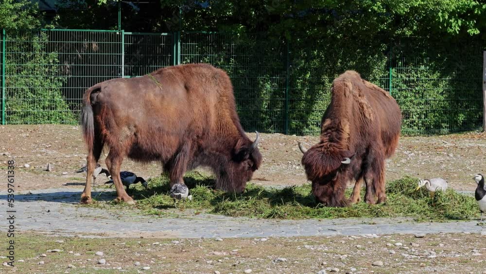 The American bison or simply bison, also commonly known as the American buffalo or simply buffalo, is a North American species of bison that once roamed North America in vast herds. 