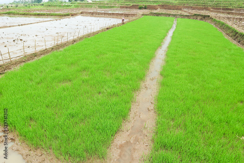 Close-up of a rice field or sawah, view of green rice fields with young paddy in the process of seeding