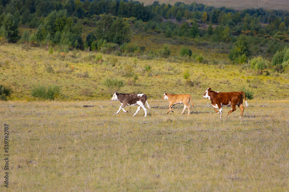 Colorful young bulls running across the field. Three beef cows running on autumn meadow. Aggressive calves gallop through pasture Colorful young bulls running across the field. Three beef cows running on autumn meadow. Aggressive calves gallop through pasture
