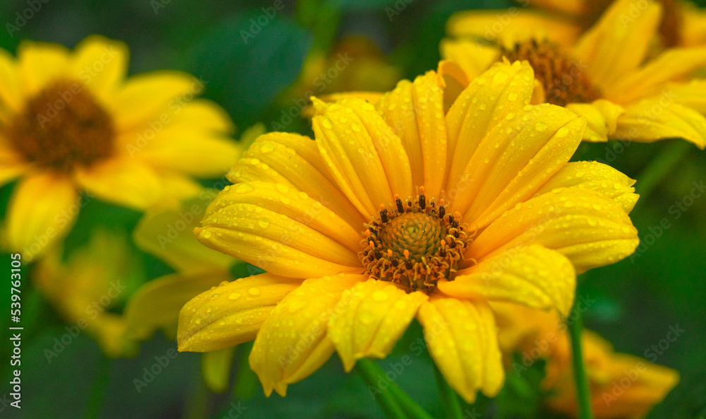 A big yellow flower in round raindrops. Macrophotography of a yellow bud of a garden flower. Floral background for text. A big yellow flower in round raindrops. Macrophotography of a yellow bud of a garden flower. Floral background for text.