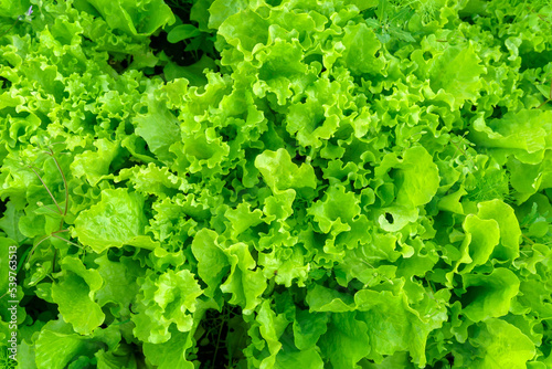 Green lettuce texture grows in the garden. salad plant farming in a greenhouse.