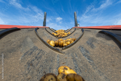Fresh harvested potatoes transported on conveyor belt