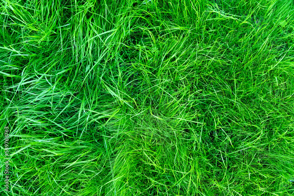 Texture background of green grass. Background of fluffy plants. Texture background of green grass. Background of fluffy plants.