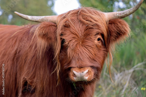 Roodbruine Schotse Hooglander