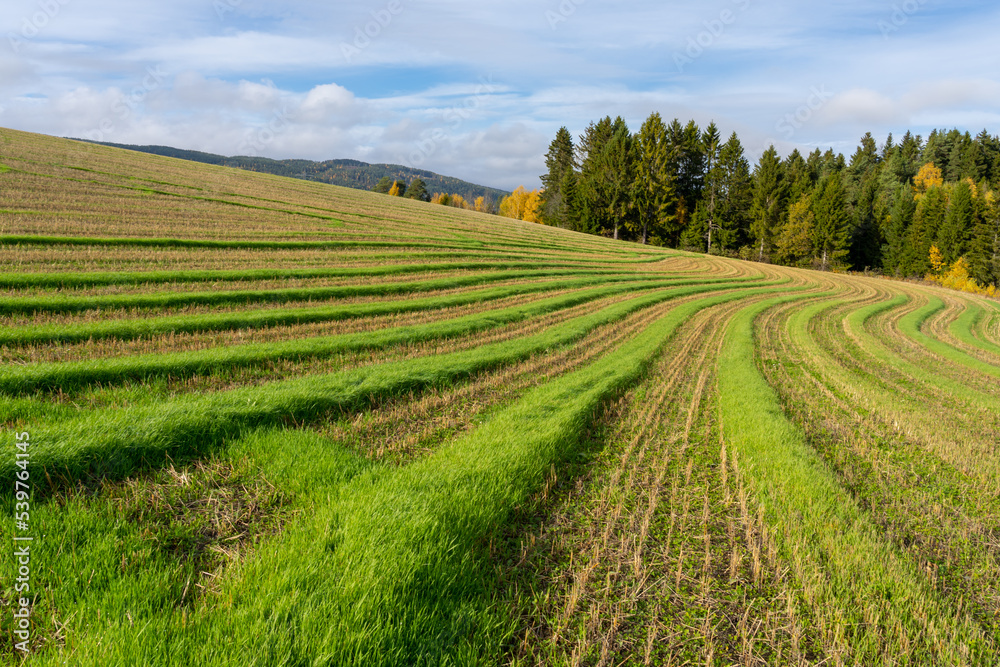 Lawn mowing pattern in a field. 