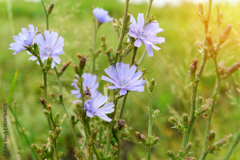 Blossomed chicory flowers on a flower meadow. Blue flowers in the woods, or succory is a herbaceous perennial plant. Blossomed chicory flowers on a flower meadow. Blue flowers in the woods, or succory is a herbaceous perennial plant.