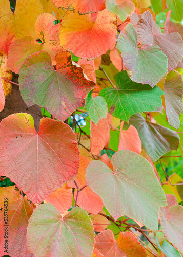 Close up of leaves of Crimson Glory Vine showing Autumn colours with selective focus (Vitis coignetiae). Botany in Poland.