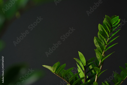 fresh green leaves air purifiers plant modern house minimal decoration indoor ornaments with copy space black background.botanical wallpaper,springtime concept backdrop, website cover design.