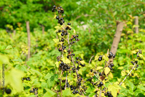 Black currant berries in the garden on the bush. Currant harvest. Selective focus photo