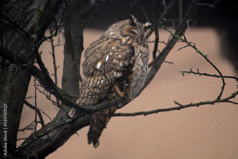 An owl (Asio otus) dozing on a branch with its head hidden in plumage due to the cold in the light of a winter sunrise.