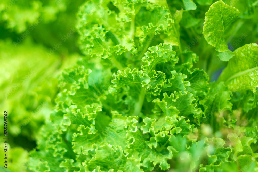 Green lettuce plants in the summer garden, close-up on the beds in the vegetable garden. Gardening, plants in the open field. Selective focus Green lettuce plants in the summer garden, close-up on the beds in the vegetable garden. Gardening, plants in the open field. Selective focus