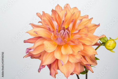 Large salmon colored dahlia flower. White background. Belle of Barmera dahlia. photo