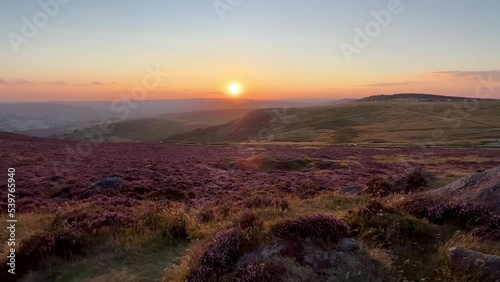 flowering heather plant in yorkshire landscape at sunset	 photo