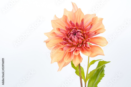 Large orange, coral colored dahlia flower placed at the right of the image. Space for text at the left. White background.