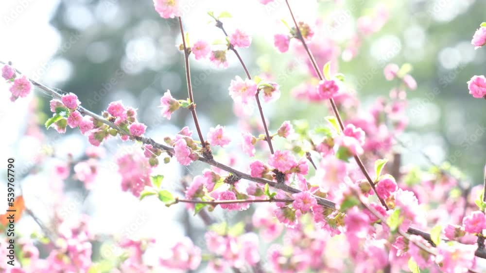 Blossoming pink flowers of almond three-blade. Almonds or three-lobed Louisiana, Sakura, blossoms in spring garden. copy space Blossoming pink flowers of almond three-blade. Almonds or three-lobed Louisiana, Sakura, blossoms in spring garden. copy space
