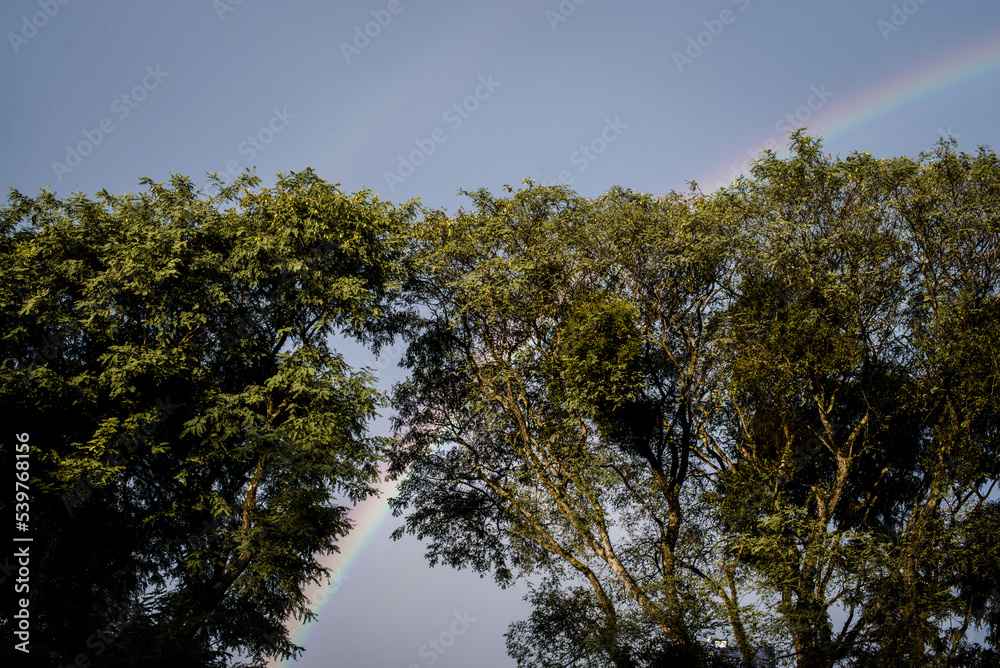 Obraz premium Árvore e arco íris