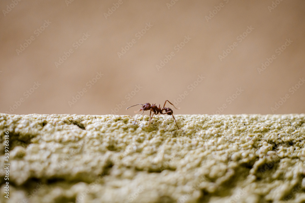 Obraz premium Formiga