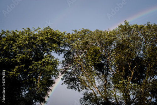 Árvore e arco íris