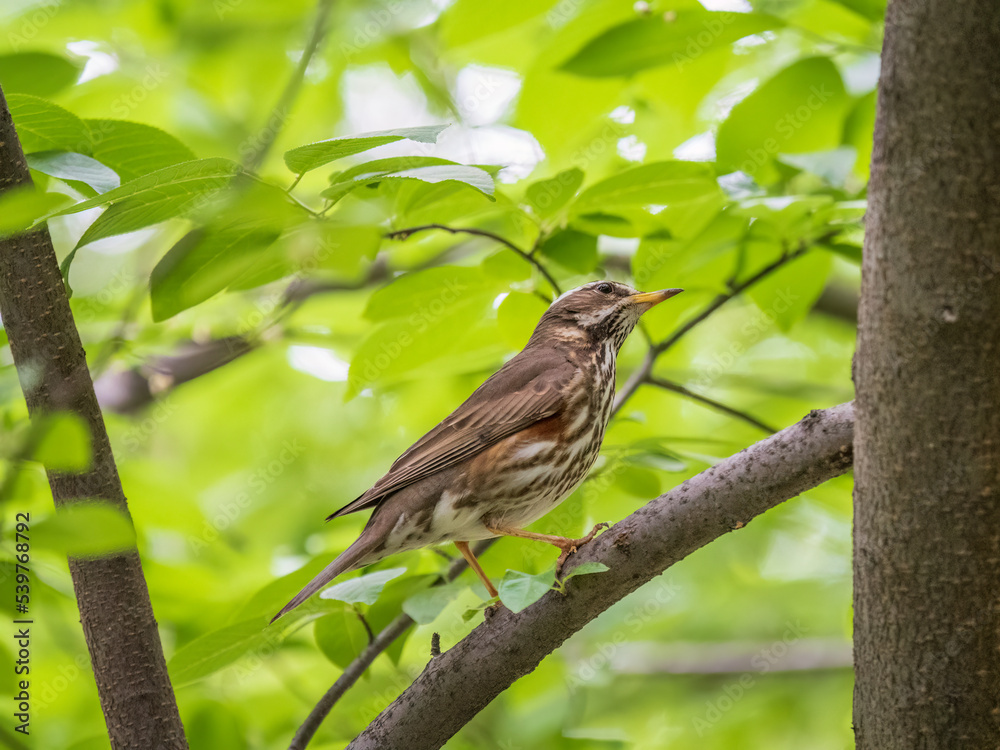 Wood bird Redwing, Turdus iliacus, sits on tree branch Wood bird Redwing, Turdus iliacus, sits on tree branch