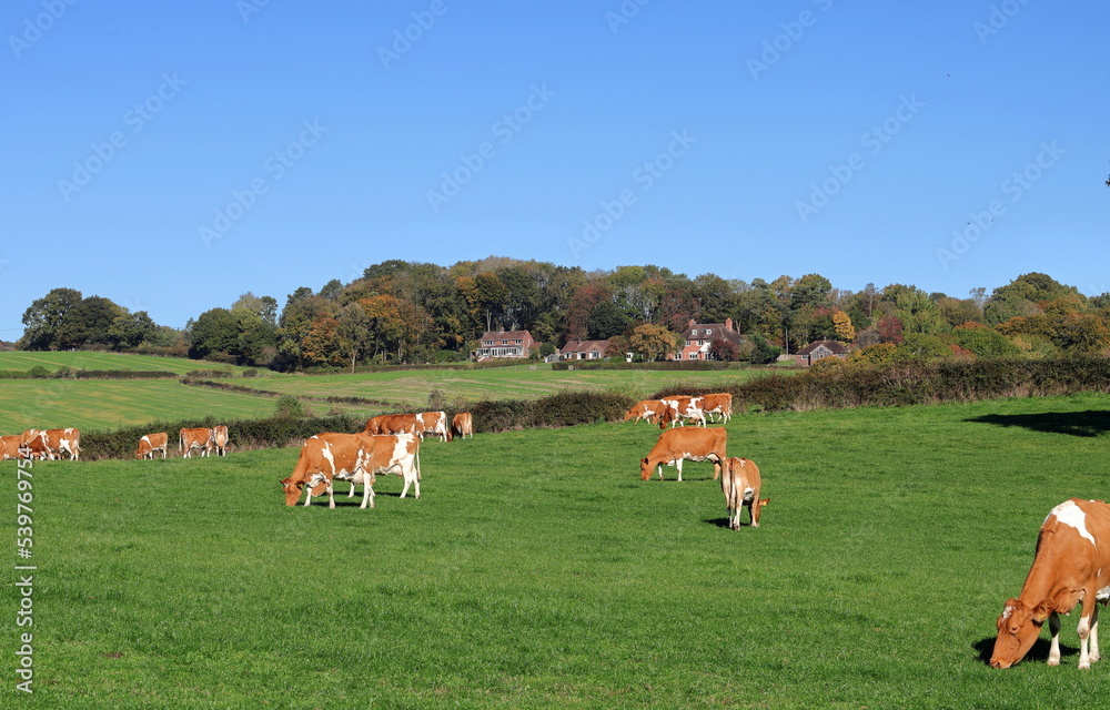 Grazing Guernsey Cattle in an English Meadow