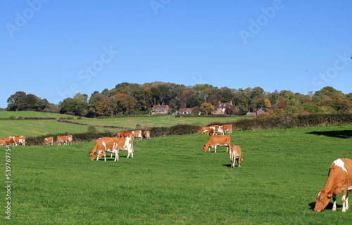 Obraz na płótnie Grazing Guernsey Cattle in an English Meadow w salonie