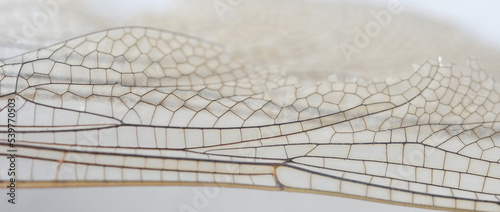 Dragonfly wing detail closeup on white background.