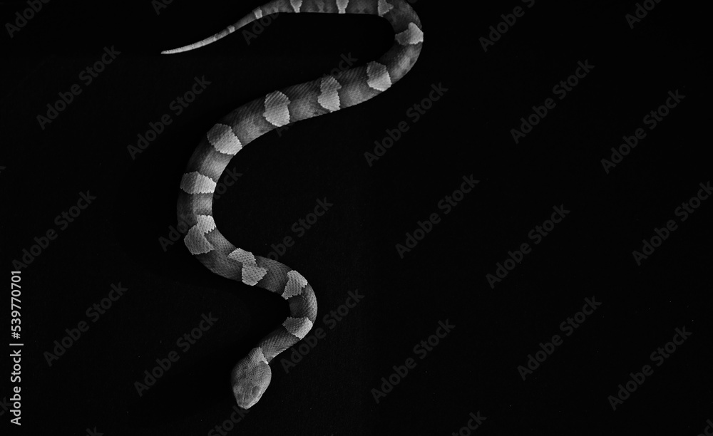 Venomous copperhead snake in slither on black background from top view