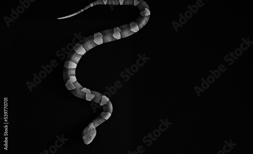 Venomous copperhead snake in slither on black background from top view. photo