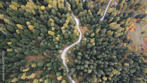 strada nel bosco autunno 
