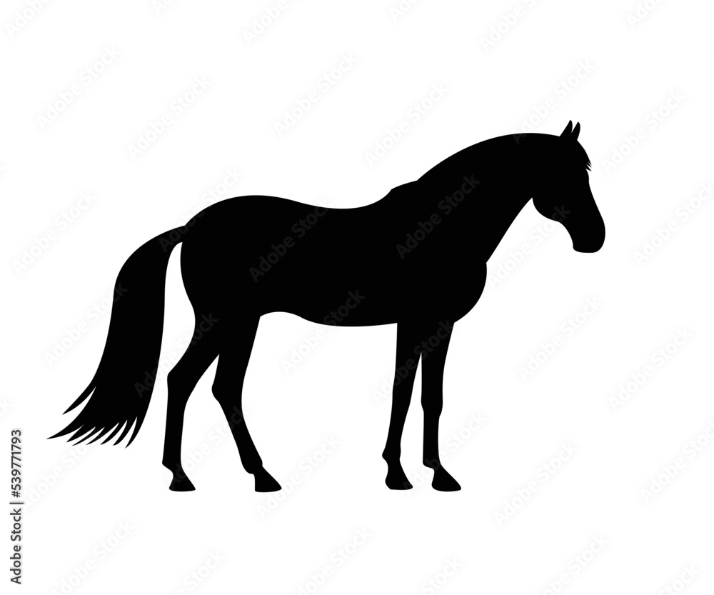 silhouette of a horse's , mascot, wild horse, arabic beast for race icon.  logo design template. Vector silhouette of a horse. beautiful horse vector sketch illustration