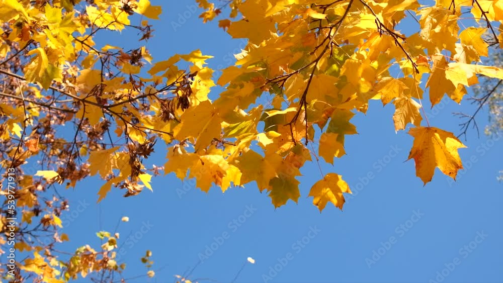 Autumn tree with yellow leaves. Selective focus. Autumn tree with yellow leaves. Selective focus.
