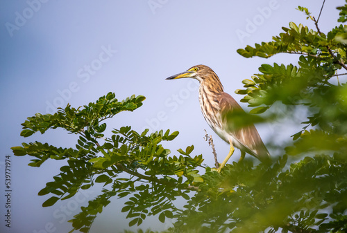 The Chinese Pond Heron (Ardeola bacchus) is an East Asian freshwater bird of the heron family (Ardeidae) , Bird on branch tree.