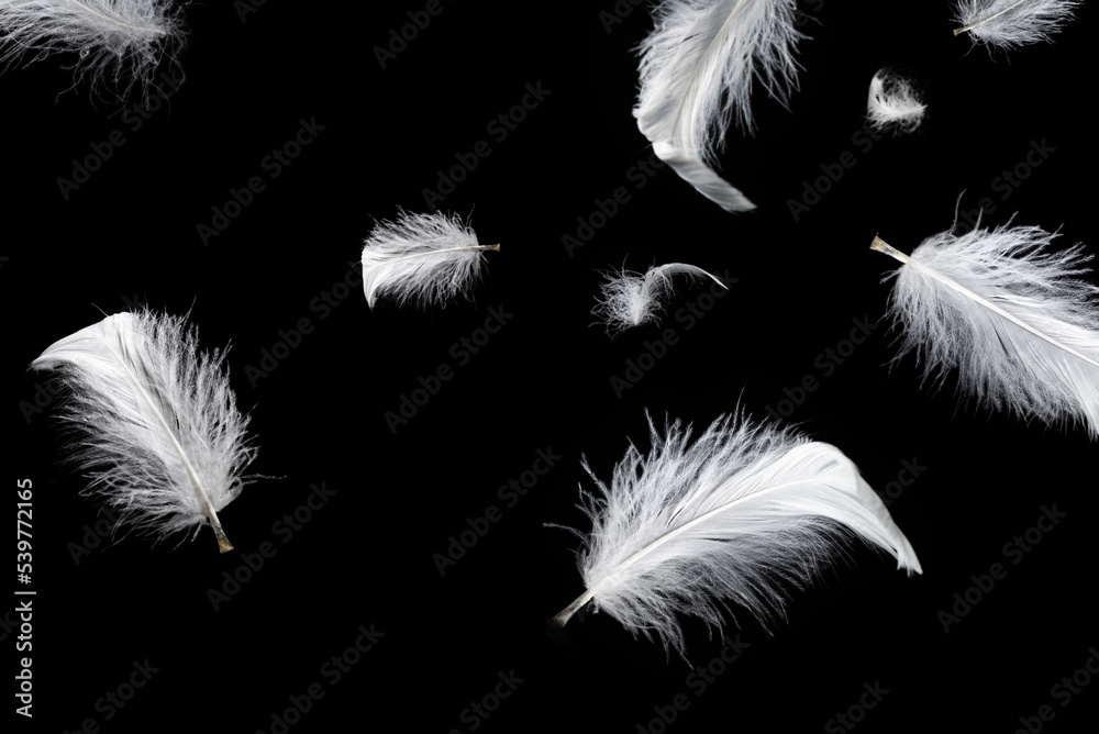 Obraz premium White feather isolated on a black background.