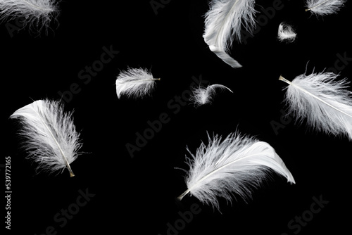 White feather isolated on a black background.