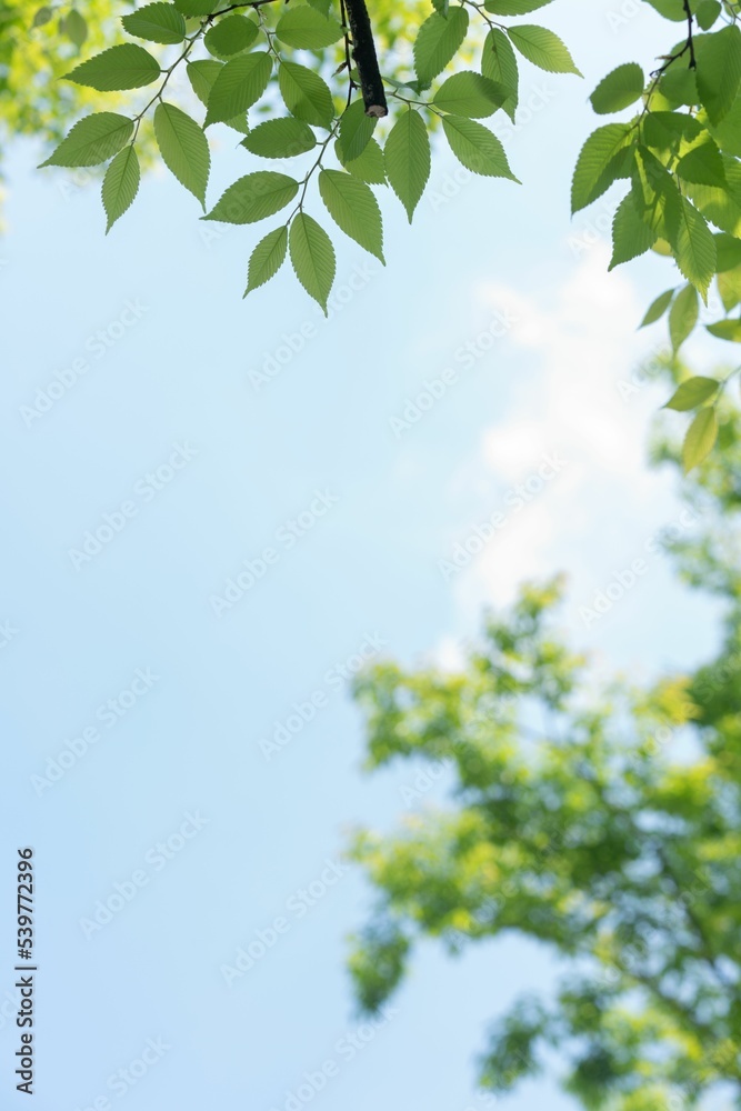 Obraz premium Vertical shot of a sunny sky see behind green leaves on a tree