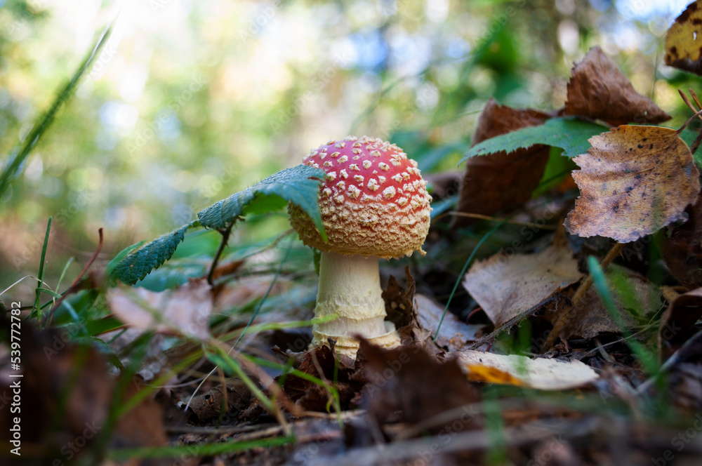 Amanita muscaria, commonly known as the fly agaric or fly amanita. Poisonous red mushroom in the forest Amanita muscaria, commonly known as the fly agaric or fly amanita. Poisonous red mushroom in the forest