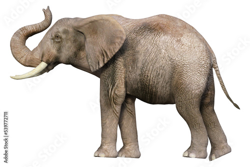 elephant isolated on transparent