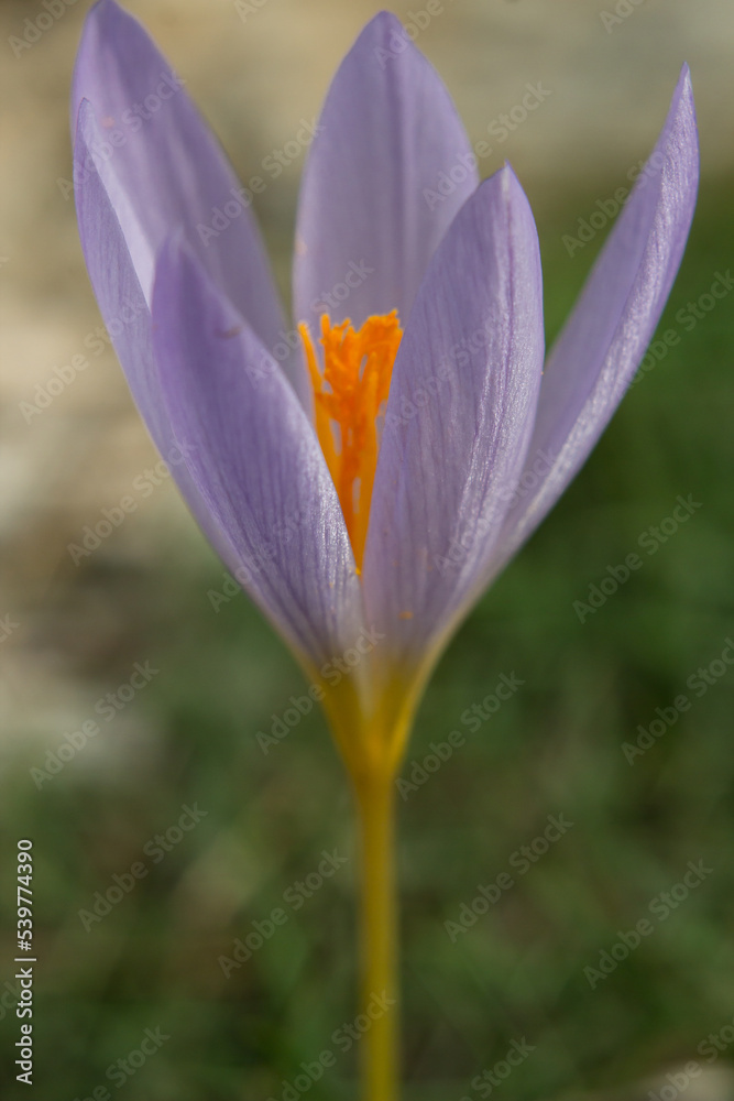 Fototapeta premium Flor de azafrán