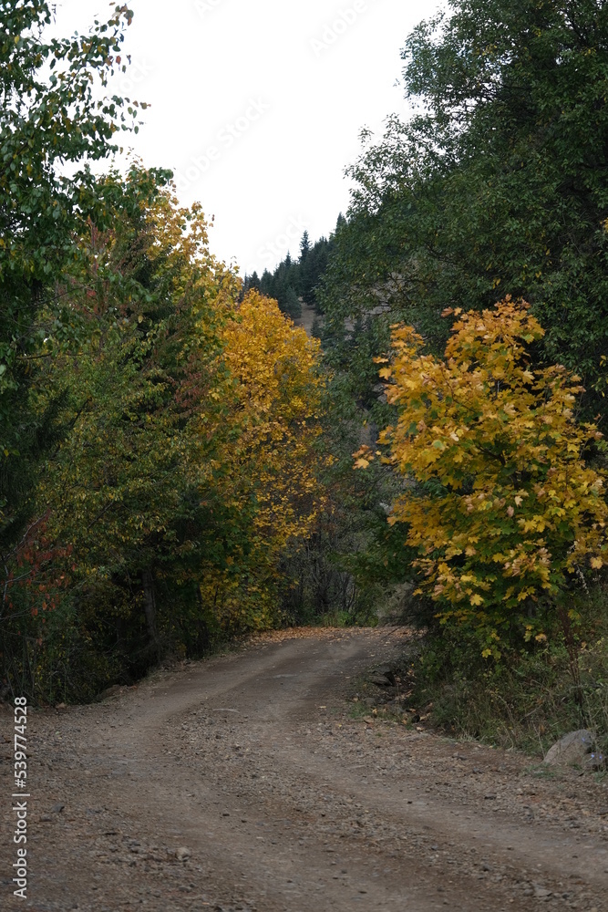 Colorful Trees in Autumn Season.artvin Colorful Trees in Autumn Season.artvin