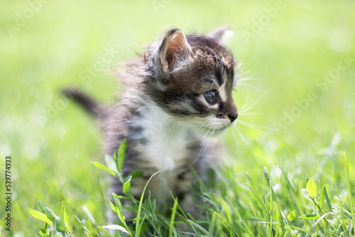 Striped cat kitten playing runs around on the green grass lawn in the summer sun. Little curious kitten runs across the lawn.