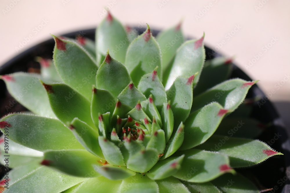 Rojnik wapienny Bicolor Sempervivum calcareum Rojnik wapienny Bicolor Sempervivum calcareum