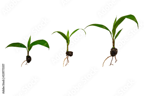 White background elaeis tree seedlings photo